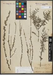 Foto von Salix repens subsp. rosmarinifolia (L.) Andersson